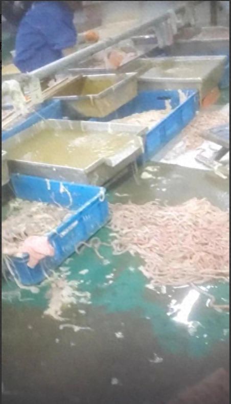記者揭食品廠臟亂內幕 衛生問題觸目驚心，電話泄露與焊錫絲銷售牽出背后利益鏈
